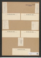 Gomphonema montanum var. subclaratum Grun. (de-Toni-Nr.: Genus 37, Species 1734) Zeichnungen Sammlung Grunow Nr. 3403 (NHMW-BOT-W0370928)